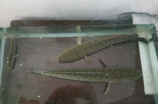 黑鱼吃什么食物