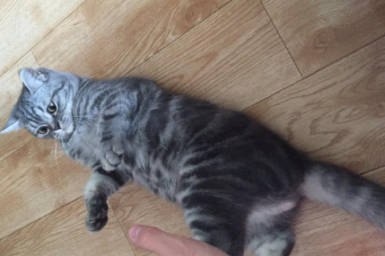 猫咪多大开始发情?