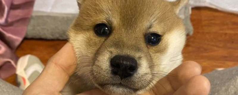狗狗发抖多久就生啊