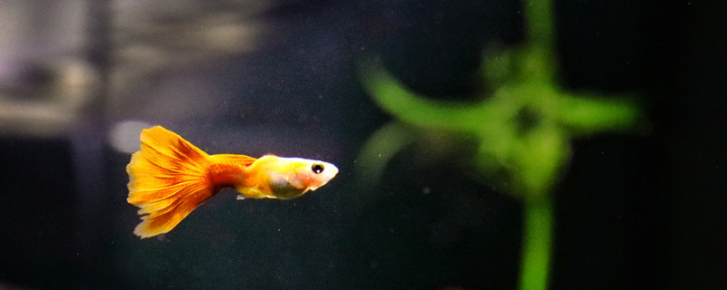 新手养孔雀鱼注意事项