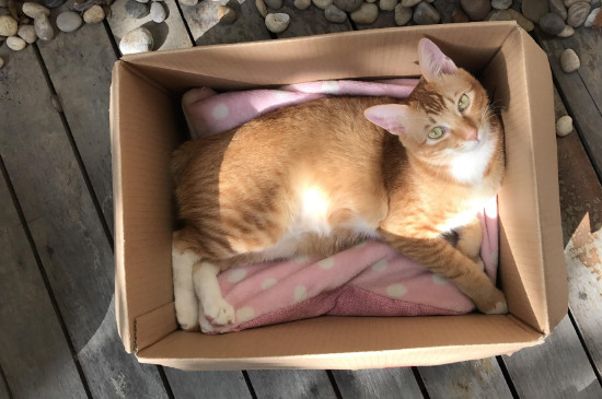 公猫绝育后性格会变吗