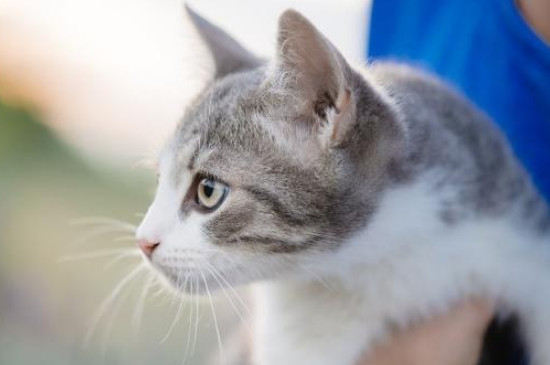 猫猫一直打喷嚏正常吗