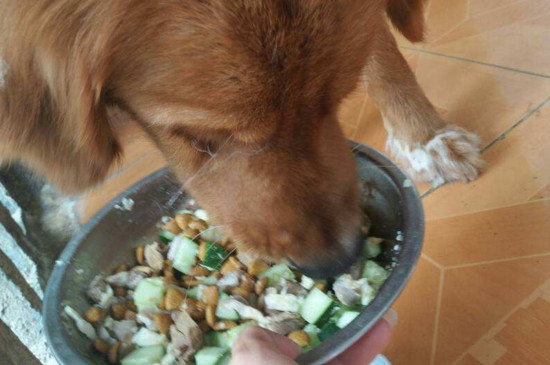 狗狗护食怎么办