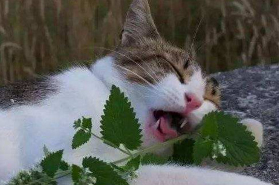 木天蓼和猫薄荷的区别