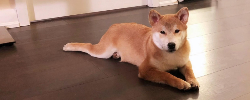 柴犬为什么喜欢龇牙