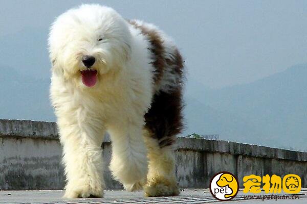 古牧犬是什么狗，英国古代牧羊犬(属于禁养犬类)