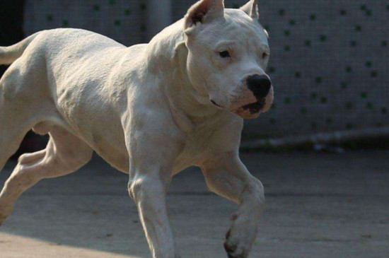 世界第一猛犬