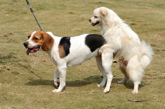 狗和犬的区别在哪里