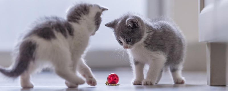 猫咪尿闭的症状