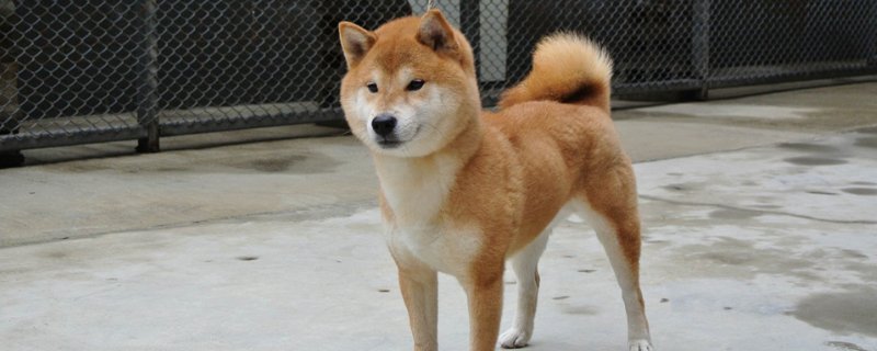 柴犬多大定型