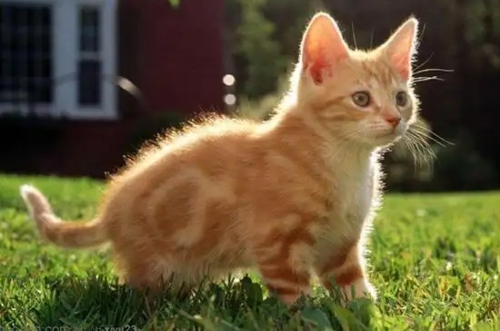三个月的猫一天吃几颗猫粮
