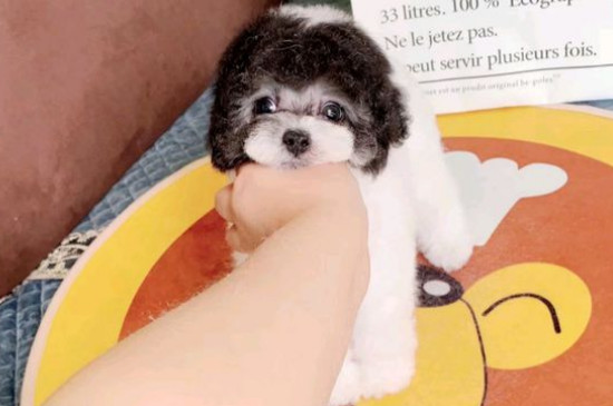 一只茶杯犬寿命多长时间，大概有10-15年最多是20年