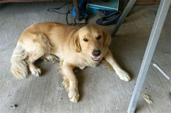 狗狗为什么呕吐