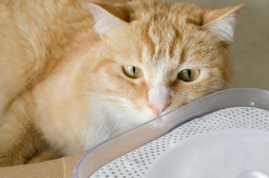 猫咪为什么发出咕噜咕噜的声音