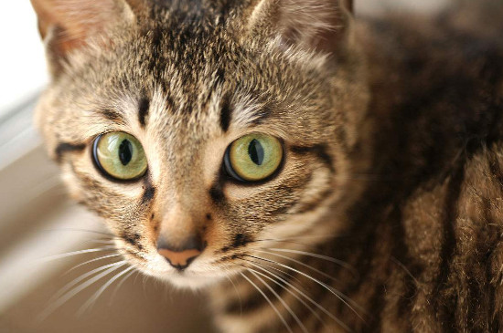 十大适合家养的猫，最适合家养的猫排名