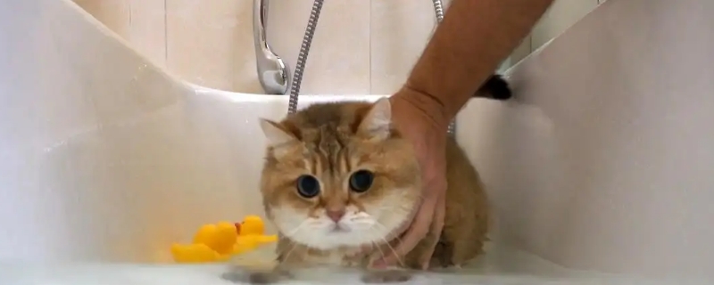 猫咪洗澡应激反应症状