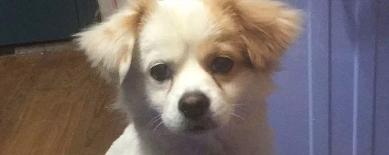 狗晚上叫怎么解决