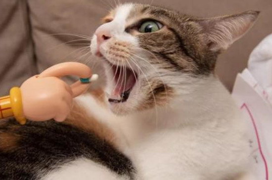 猫咪需要定期驱虫吗
