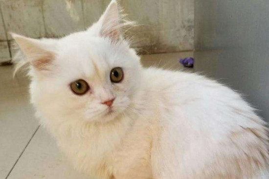 母猫生小猫会减少寿命吗