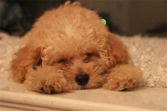 泰迪多大算成犬，满12个月龄后就算成年