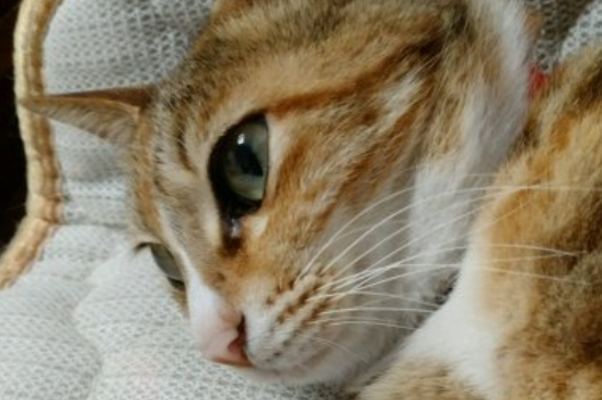 公猫对母猫感兴趣的表现