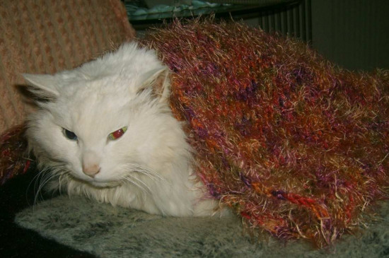 小猫特别爱睡觉正常吗