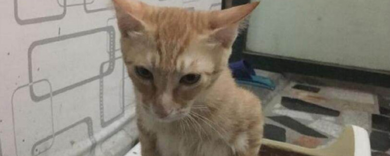 猫便便正常是什么样的