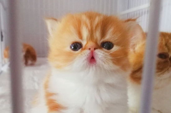 养猫会带来什么运气，家里养猫对财运会很好