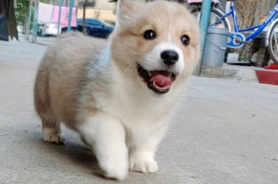 狗狗发烧症状