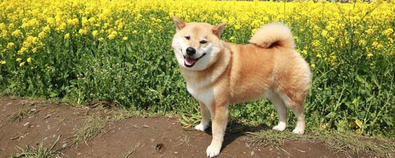 柴犬能吃玉米粒吗