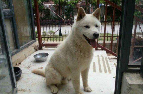 狐狸狗是什么品种