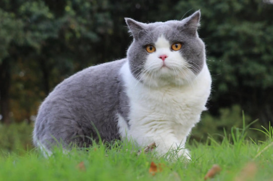 英短母猫会发腮吗