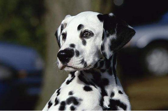 大麦町犬聪明吗