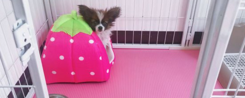 蝴蝶犬掉毛吗
