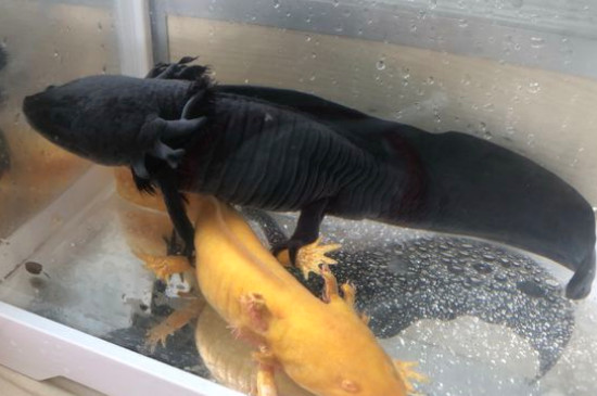 六角龙鱼不吃食怎么办