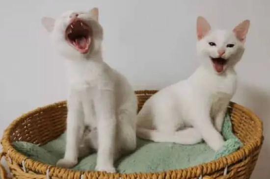 猫咪能吃花生吗