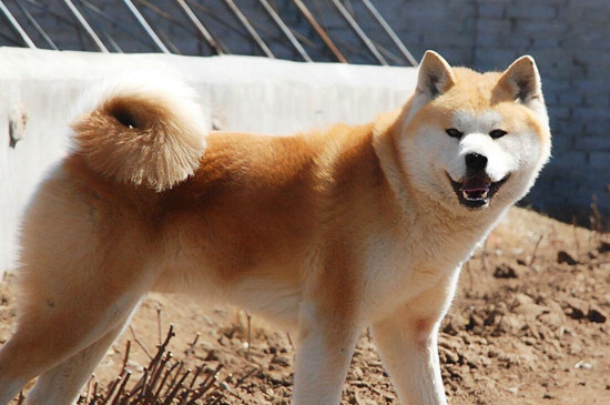 秋田犬适合家养吗