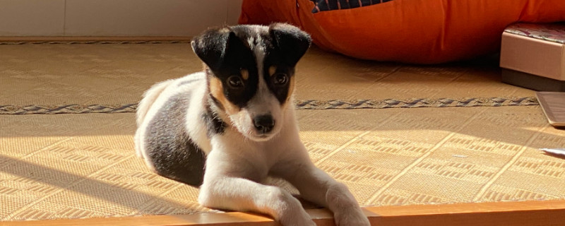 太仓猎犬咬人吗