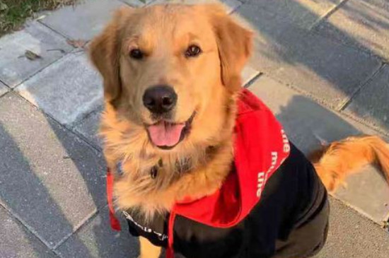 寻回犬什么意思