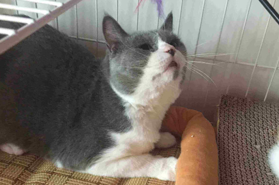 猫咪吃什么猫粮好