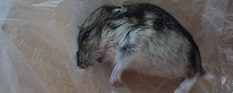 仓鼠死了的姿势