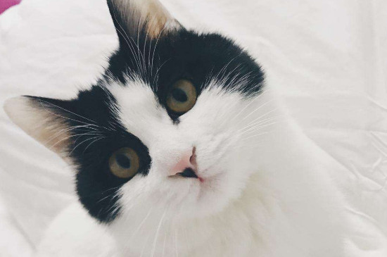 猫可以吃火龙果吗