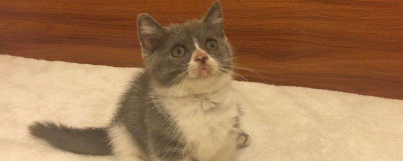 曼基康猫优缺点
