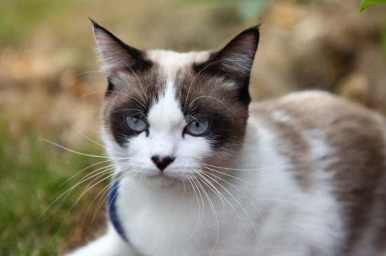 猫鼻支症状