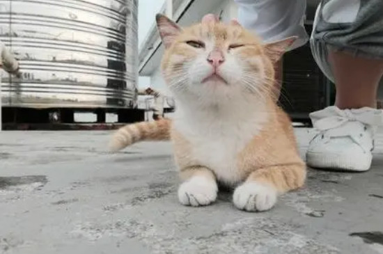 橘白猫和橘猫的区别