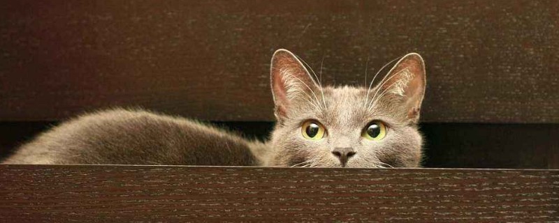 猫咪误食奶嘴怎么处理