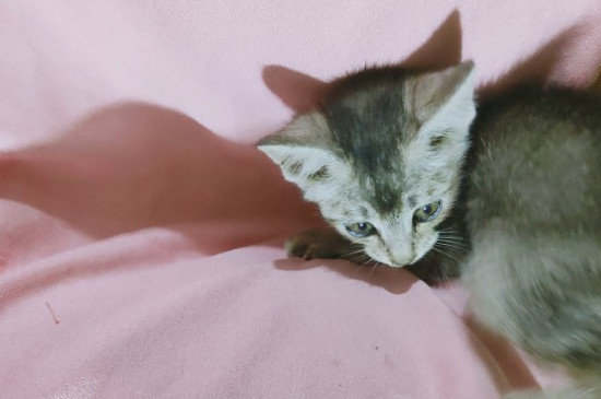 猫薄荷怎么用