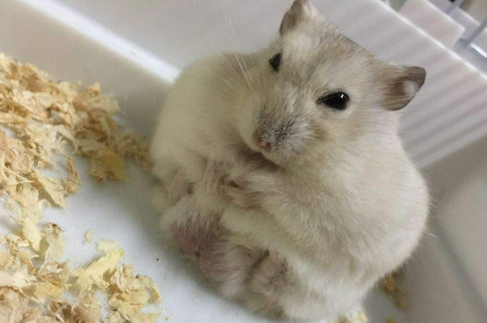 仓鼠爱吃什么食物