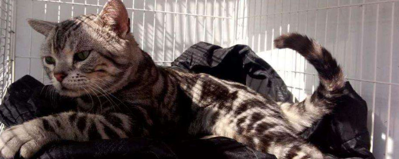 虎斑猫怎么看纯不纯，怎么区分虎斑是不是纯种