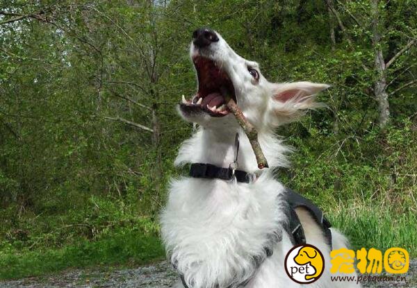 苏俄猎狼犬波索尔天生神秘，如今已成为受欢迎的伴侣犬
